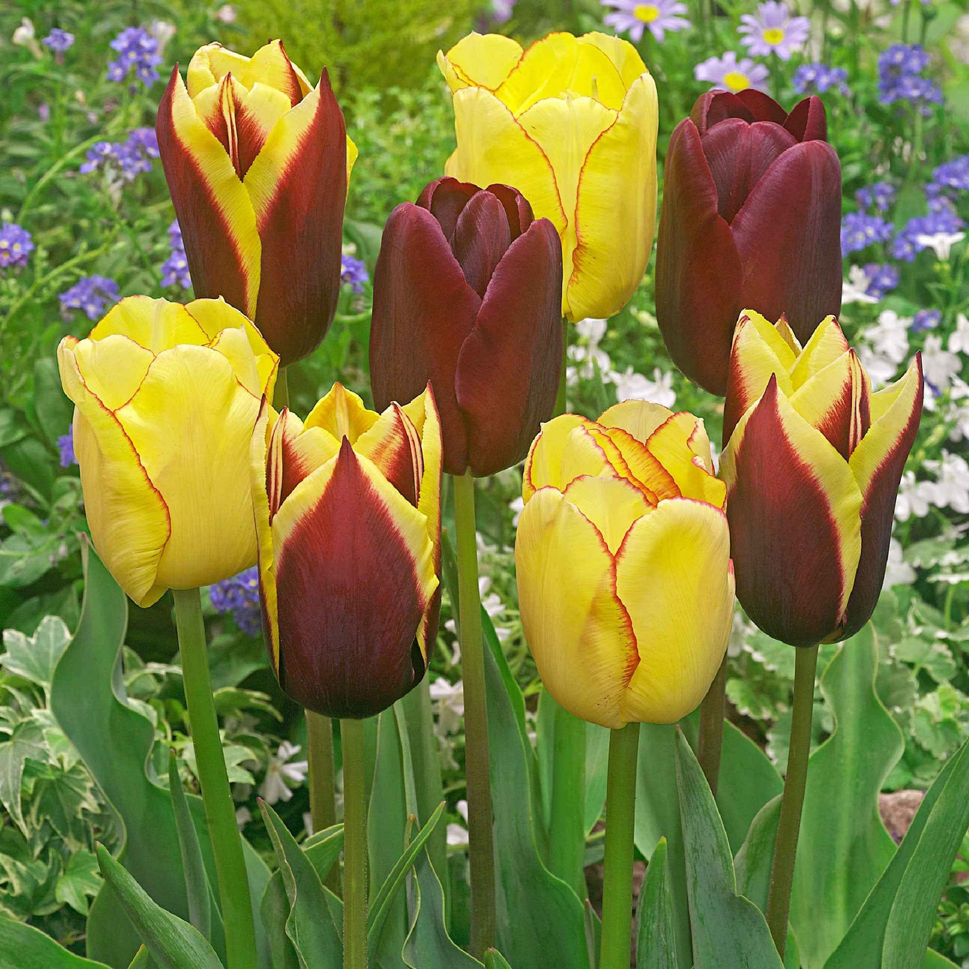 20x Tulipes Tulipa - Mélange 'Carribean Fantasy' - Packs de bulbes de fleurs