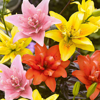 5x 0 Lys Lilium - Mélange 'Ultimate Touch' - Bulbes à fleurs