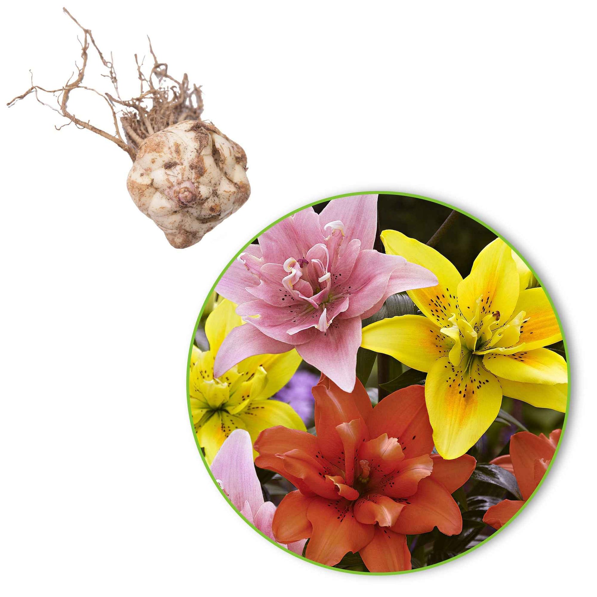 5x 0 Lys Lilium - Mélange 'Ultimate Touch' - Bulbes de fleurs populaires