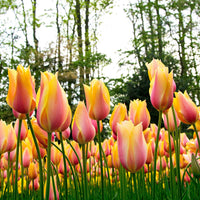 12x Tulipes  'Blushing Beauty' Jaune-Rose - Bulbes de printemps