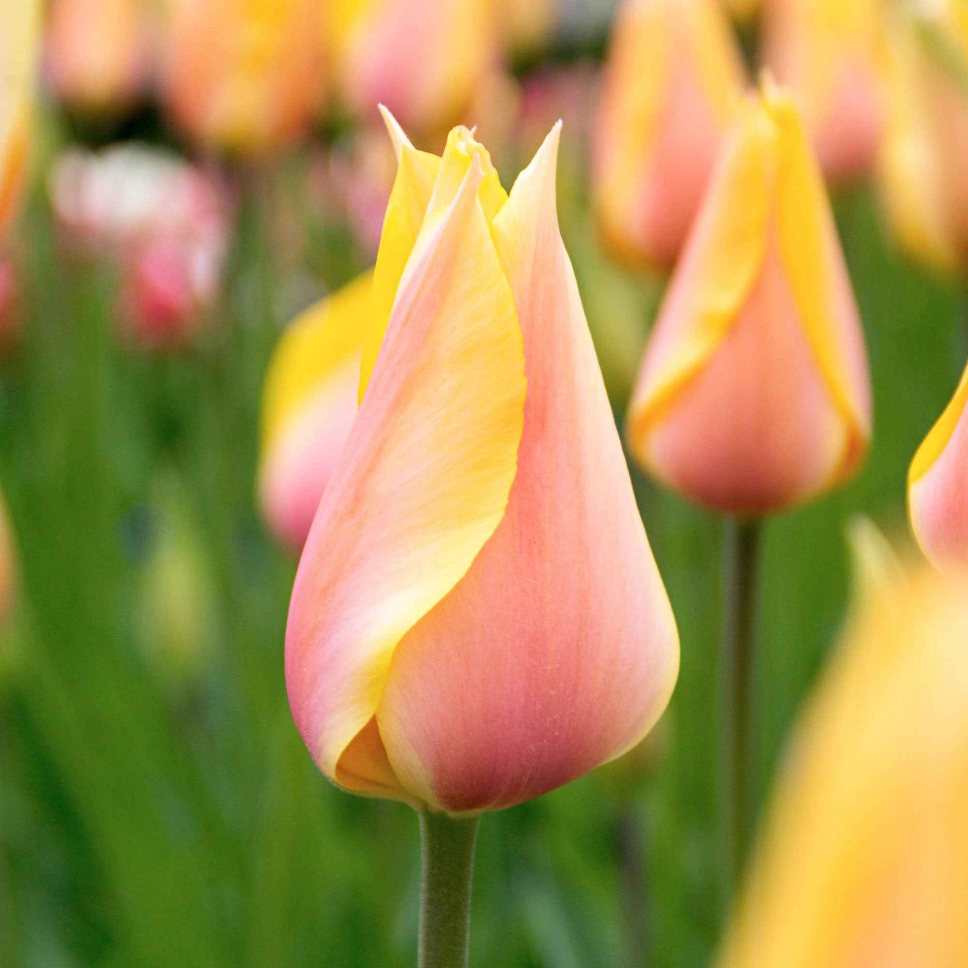 12x Tulipes  'Blushing Beauty' Jaune-Rose - Bulbes de fleurs populaires