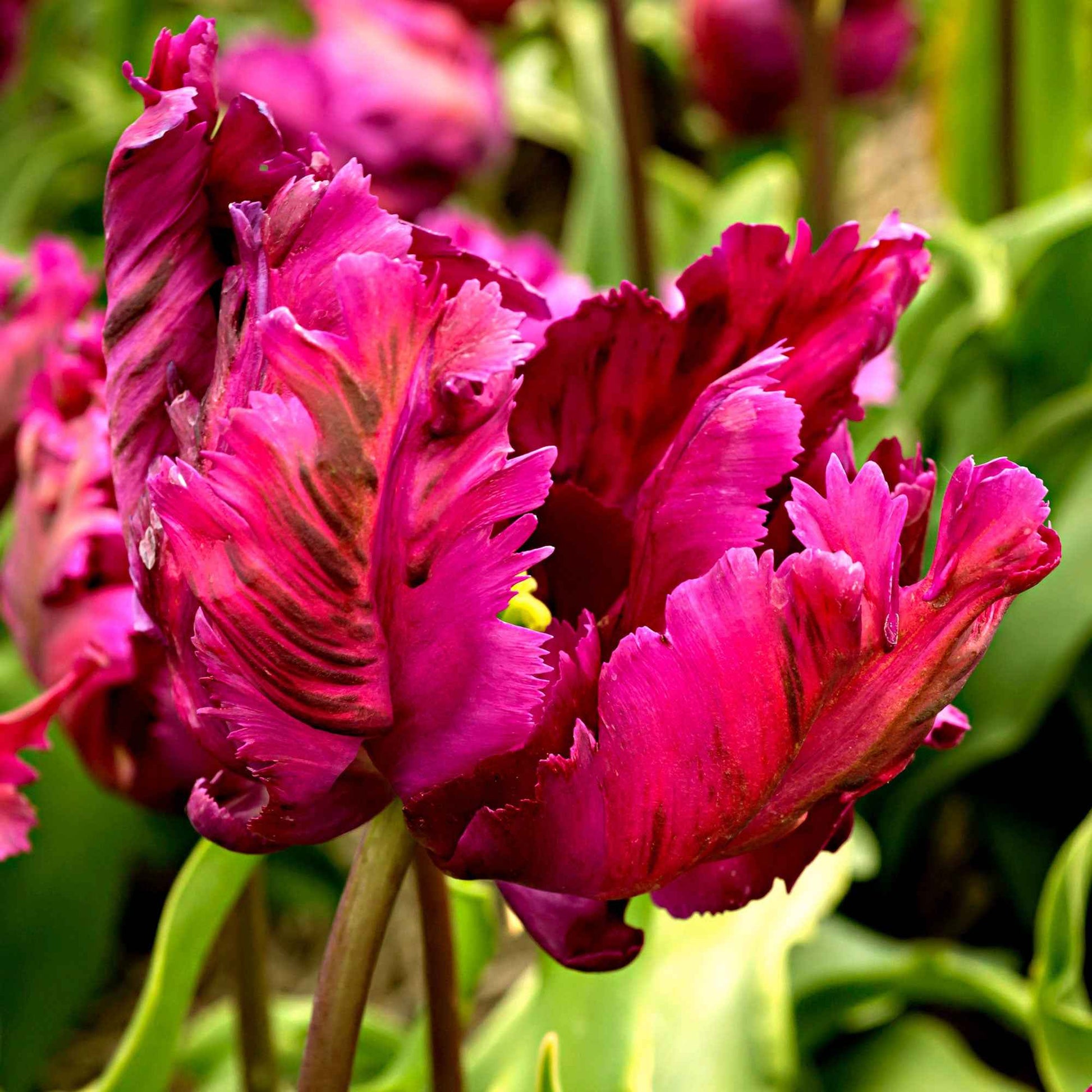 20x Tulipes Tulipa 'Negrita Parrot' violet - Bulbes de fleurs populaires