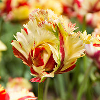 20x Tulipes Tulipa 'Texas Flame' jaune-rouge - Bulbes de fleurs populaires