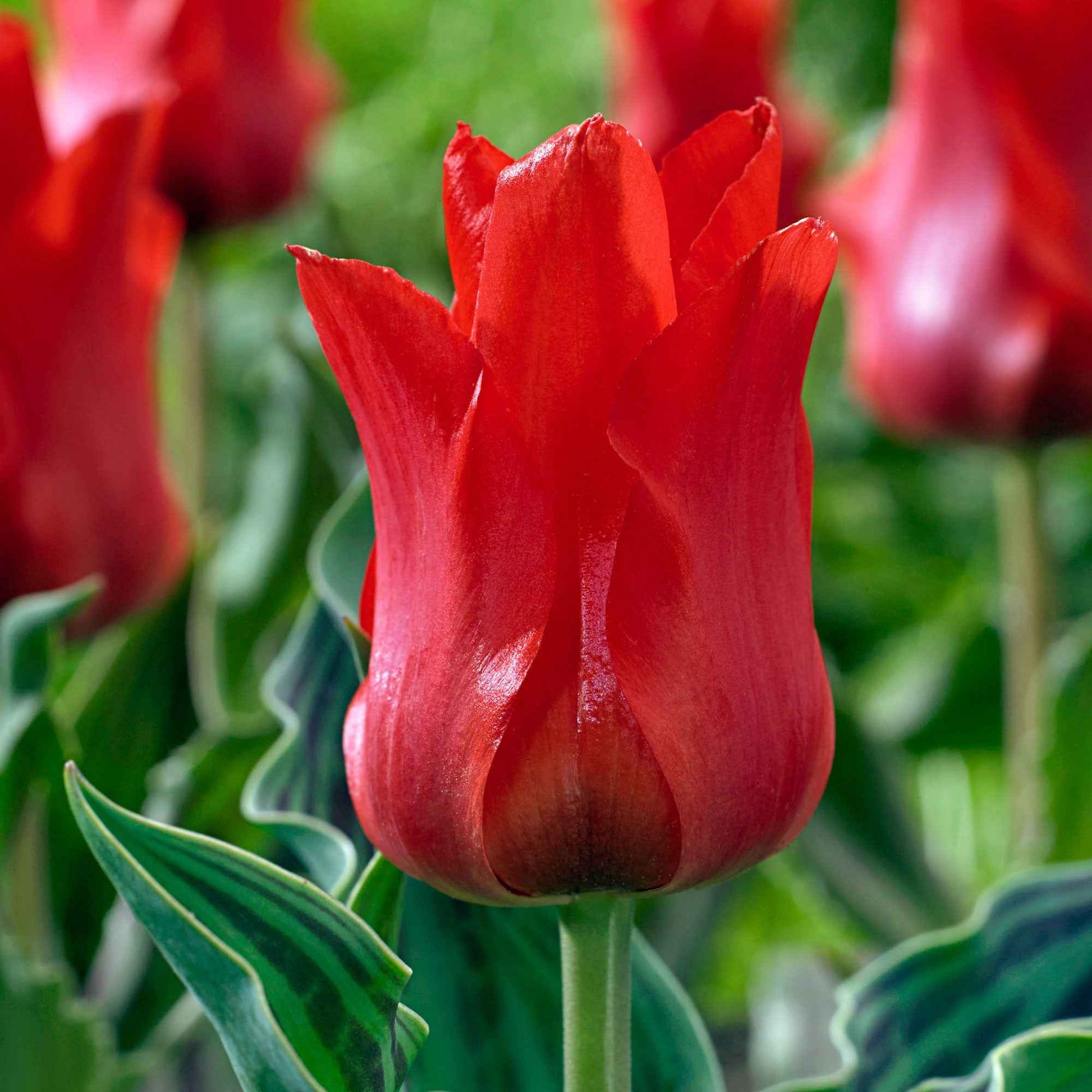 20x Tulipes Tulipa 'Oriental Beauty' rouge - Bulbes de printemps