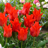 20x Tulipes Tulipa 'Oriental Beauty' rouge - Bulbes de fleurs populaires