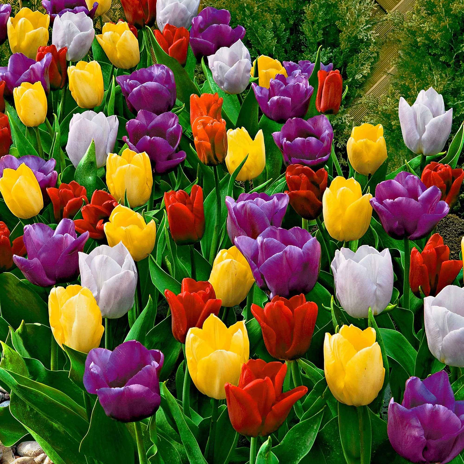 20 x Tulipes Triomphe - Bulbes de printemps