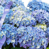 Hortensia Hydrangea 'Blue Ballad' avec panier en osier - Arbustes
