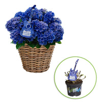 Hortensia Hydrangea 'Boogie Woogie' bleu avec panier en osier - Arbustes