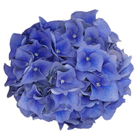 Hortensia Hydrangea 'Boogie Woogie' bleu avec panier en osier - Arbustes fleuris