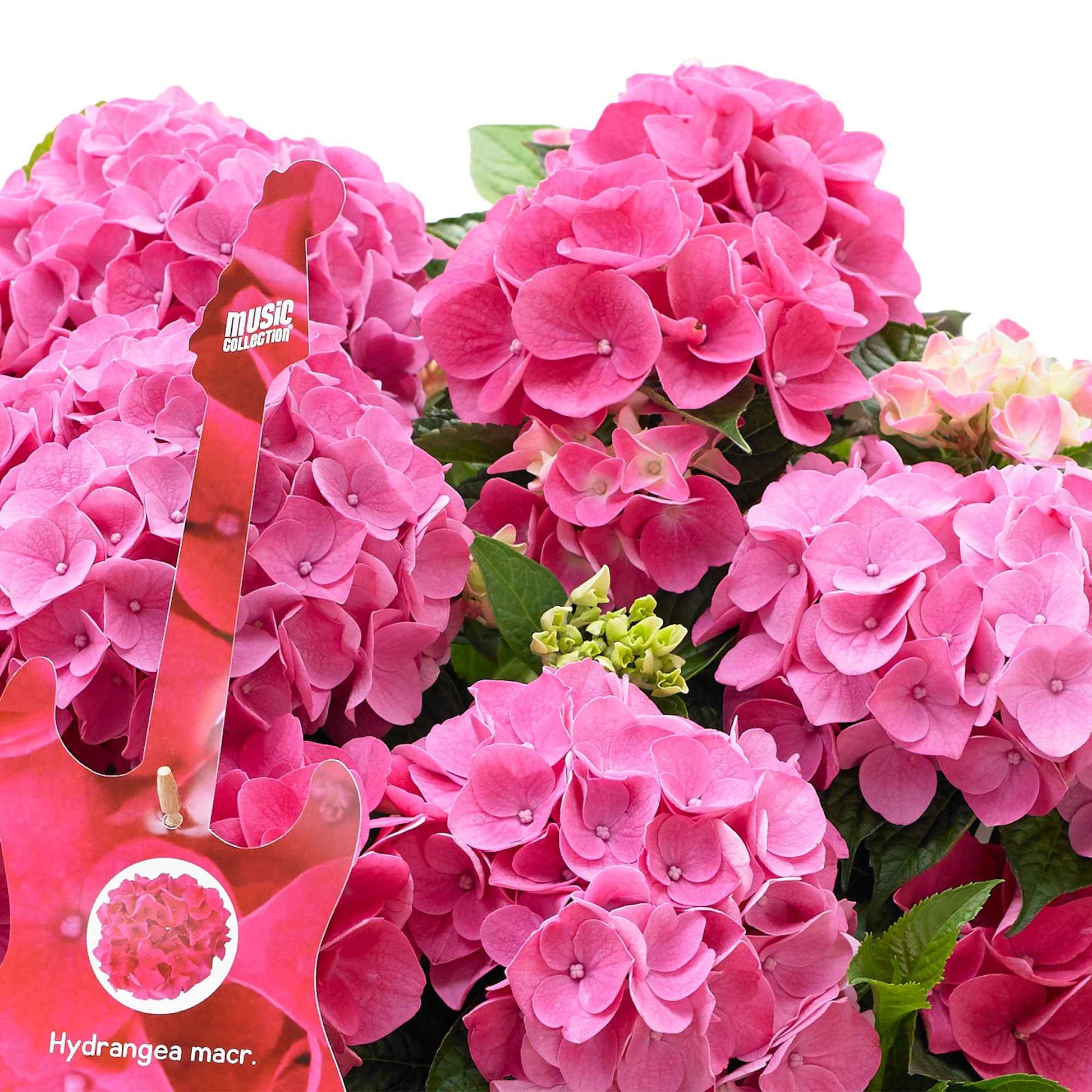 Hortensia Hydrangea 'Pink Pop' Rose avec panier en osier - Arbustes fleuris