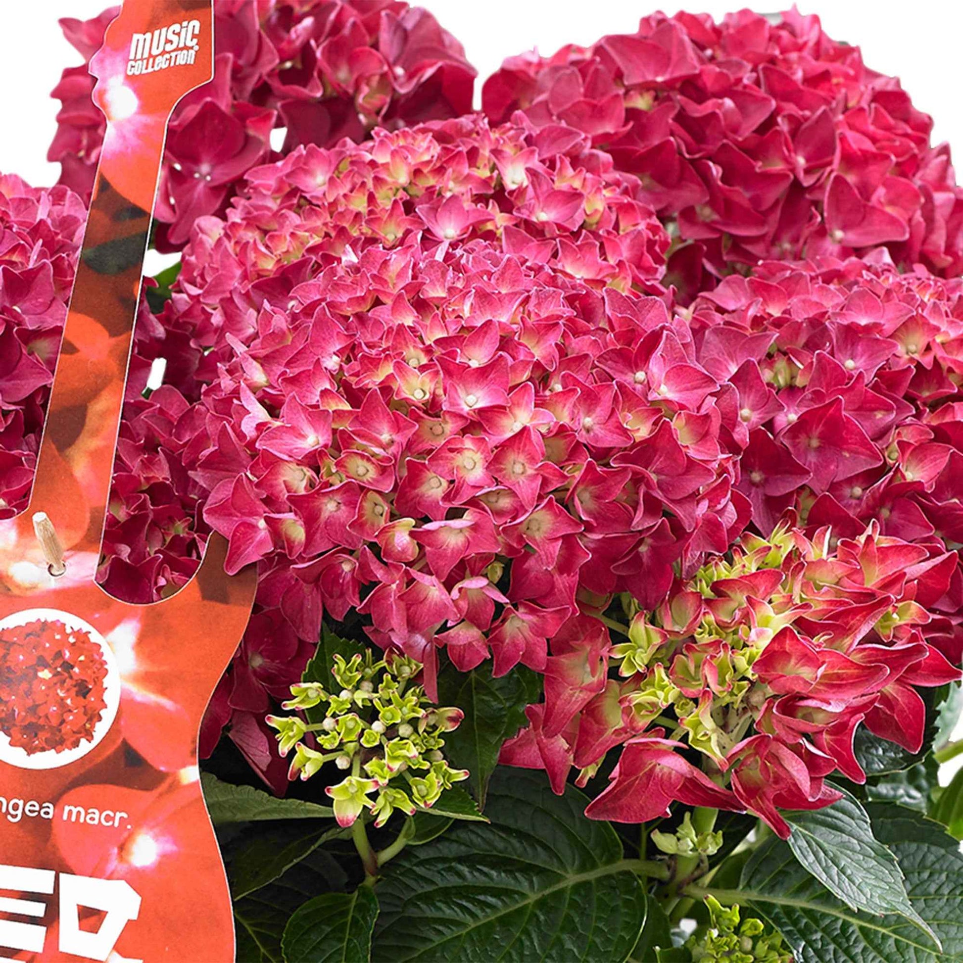 Hortensia Hydrangea 'Ruby Tuesday' Rouge avec panier en osier - Arbustes fleuris