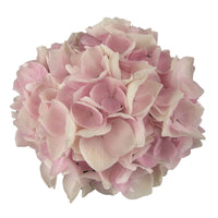 Hortensia Hydrangea 'Soft Pink Salsa'® avec panier en osier - Arbustes fleuris