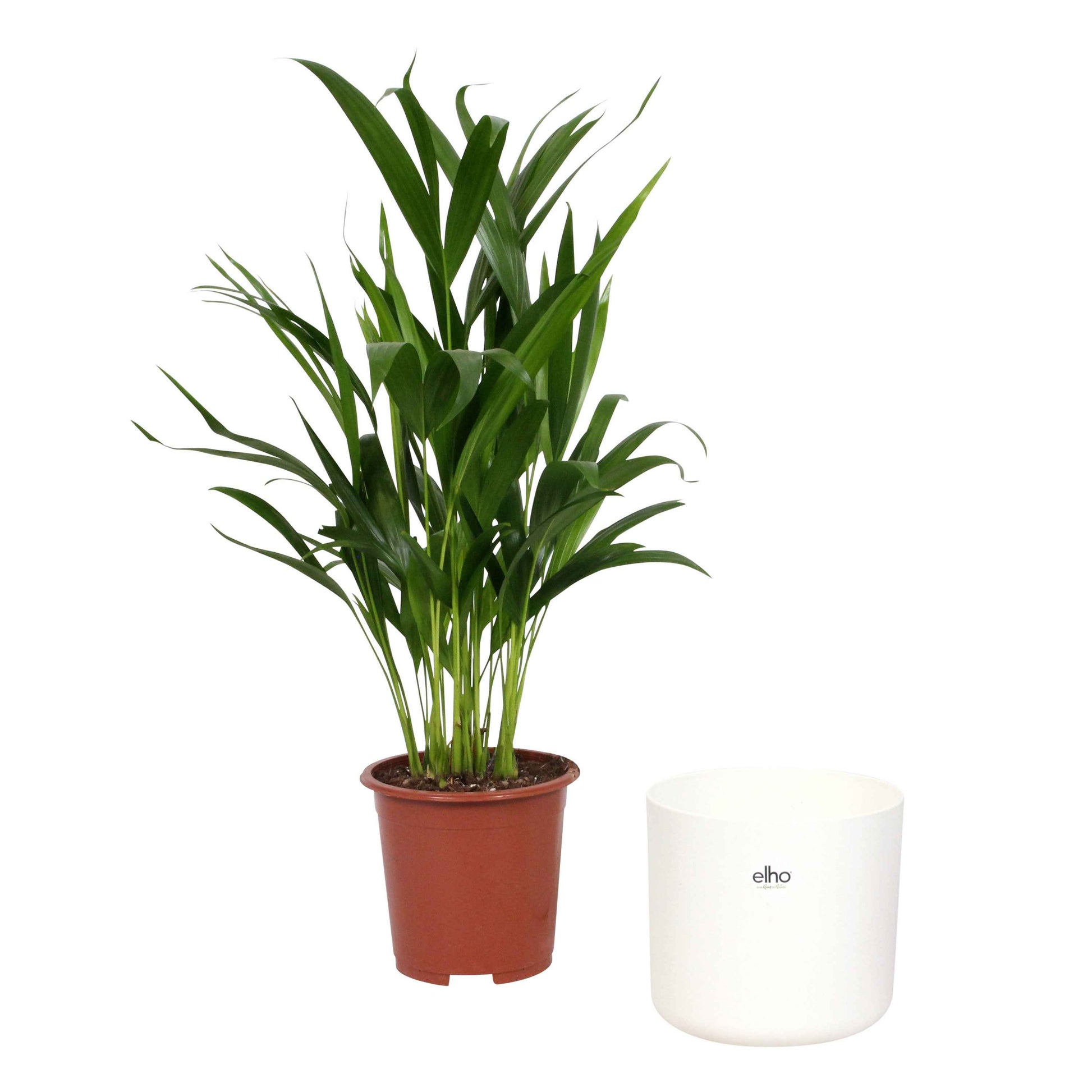 Palmier Aréca Dypsis lutescens avec pot décoratif - Palmier avec cache-pot