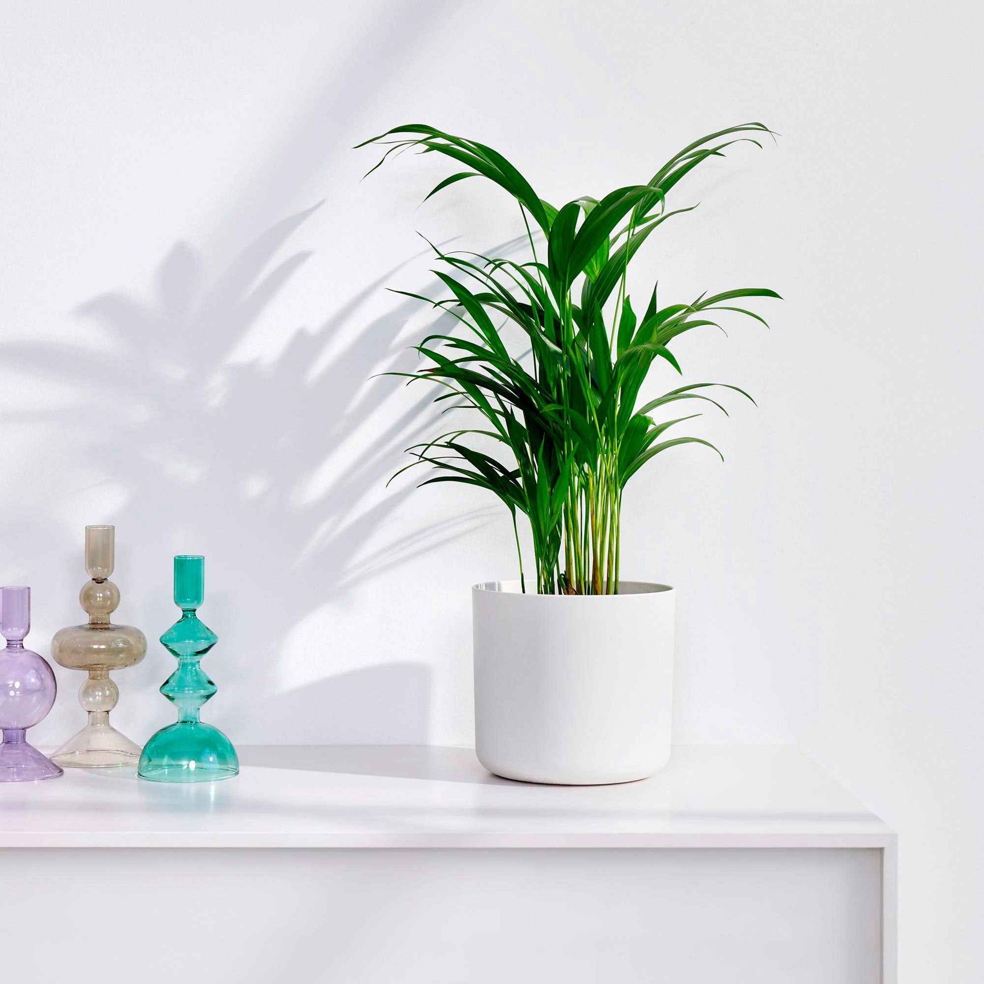 Palmier Aréca Dypsis lutescens avec pot décoratif - Ensembles de plantes d'intérieur