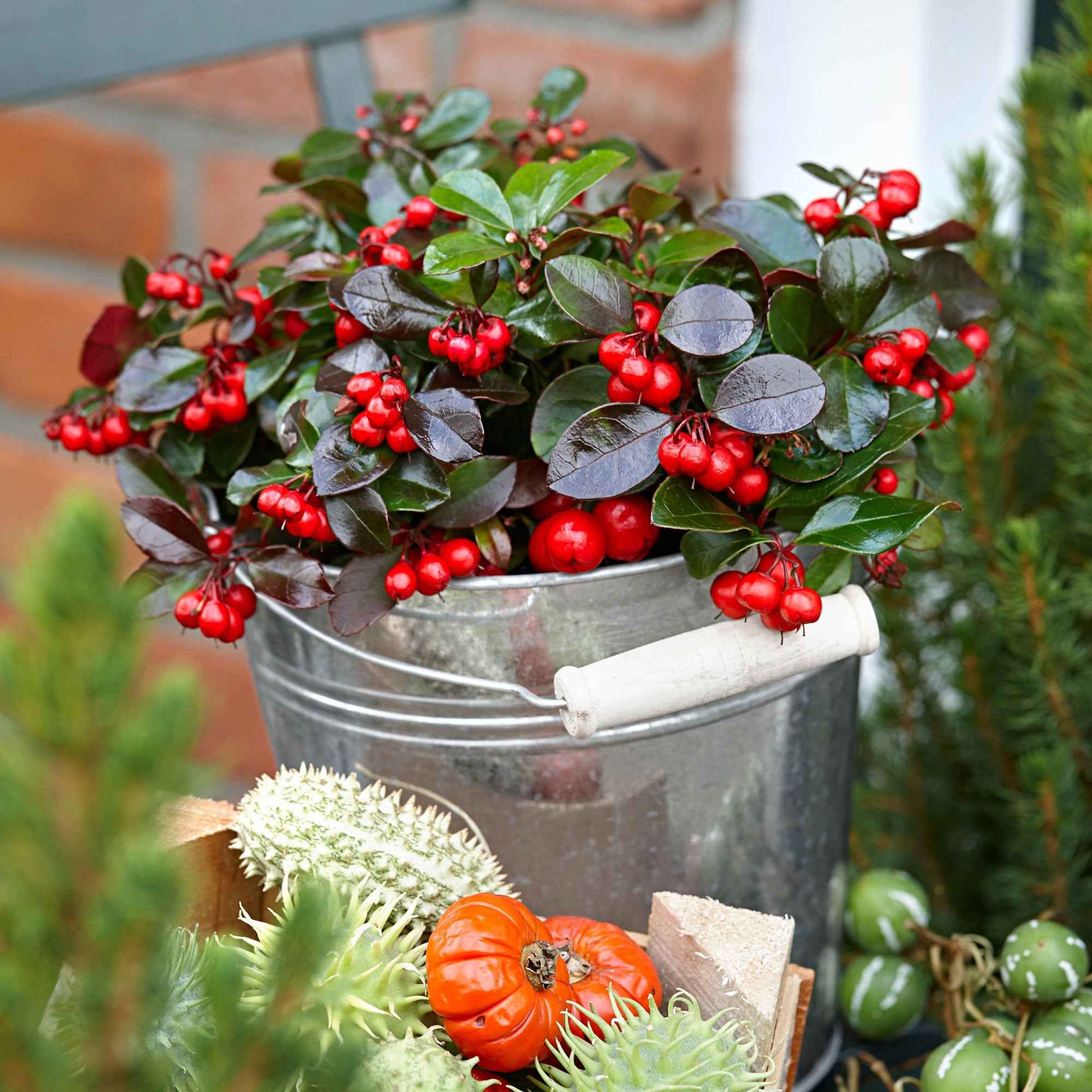 6x Gaulthérie Gaultheria 'Big Berry' Rouge avec pot décoratif - Caractéristiques des plantes