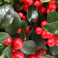 Gaulthérie Gaultheria 'Big Berry' Rouge - Plantes d'extérieur de Noël