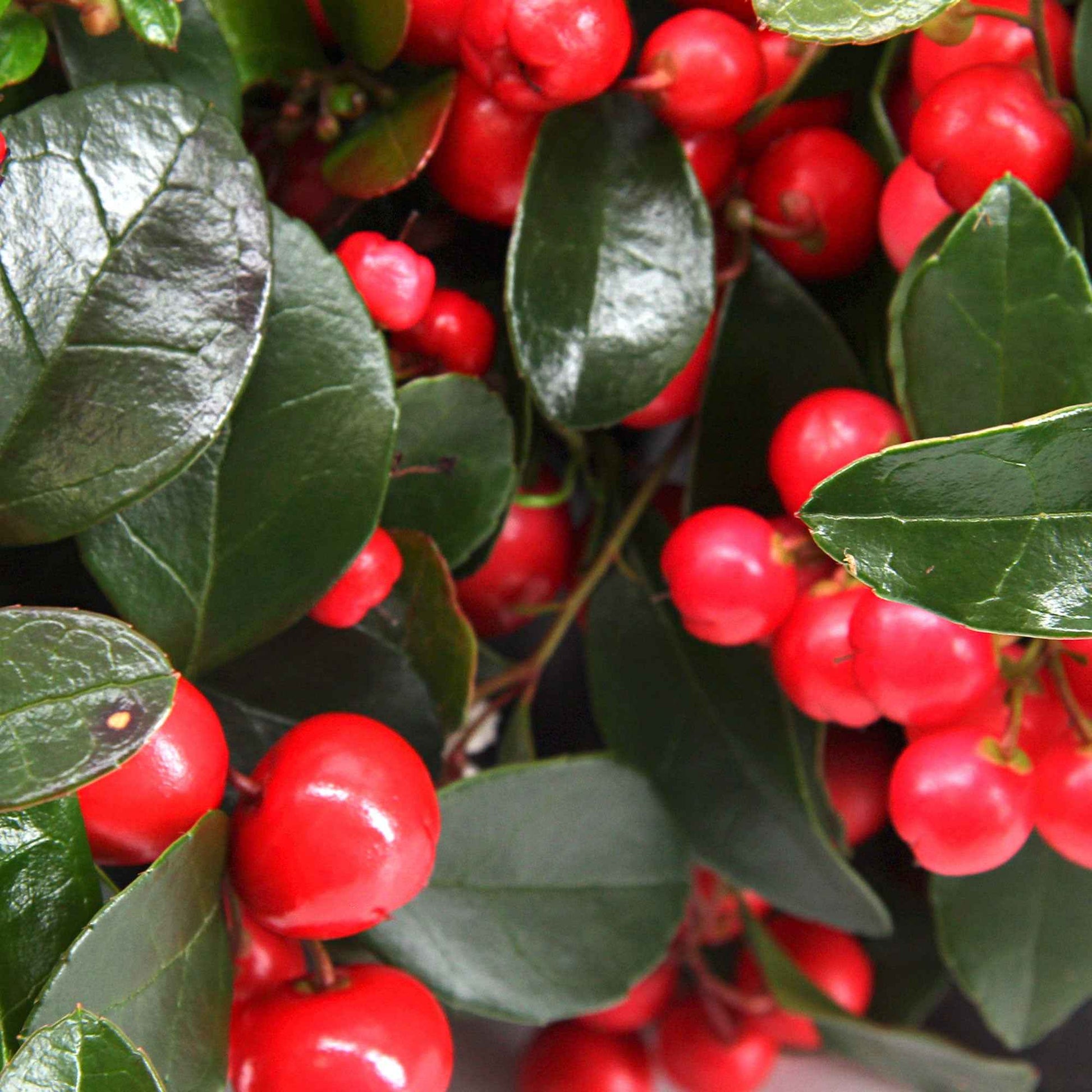 3x Gaulthérie Gaultheria sp. procumbens 'Big Berry' vert-rouge avec cache-pots anthracite - Arbustes de Balcon