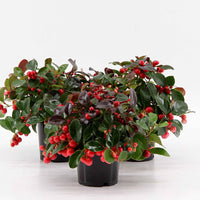 6x Gaulthérie Gaultheria 'Big Berry' Rouge avec pot décoratif - Arbustes fleuris