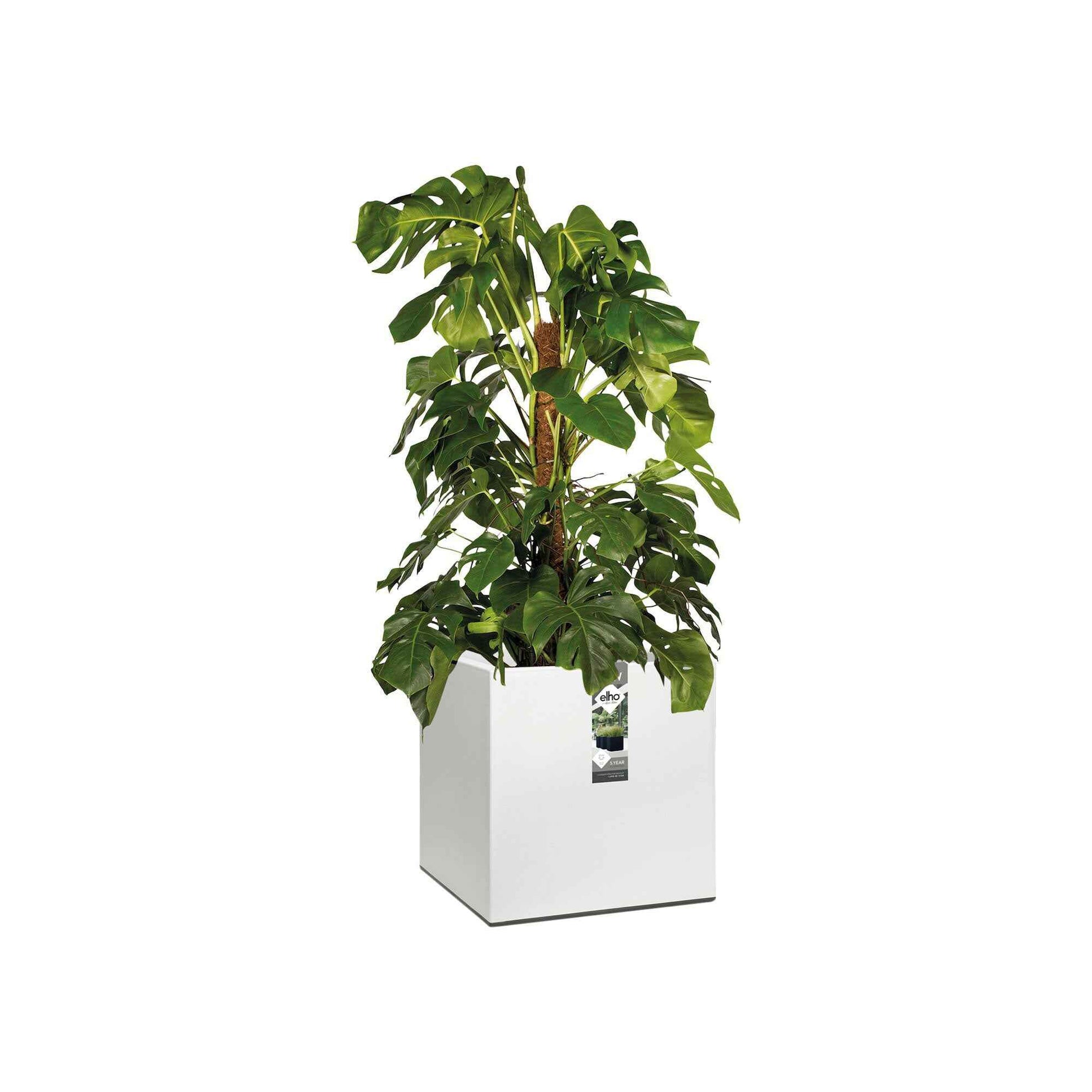 Elho bac à plantes Vivo Matt Finish carré blanc avec roues - Pot pour l'intérieur et l'extérieur - Grands pots de fleurs
