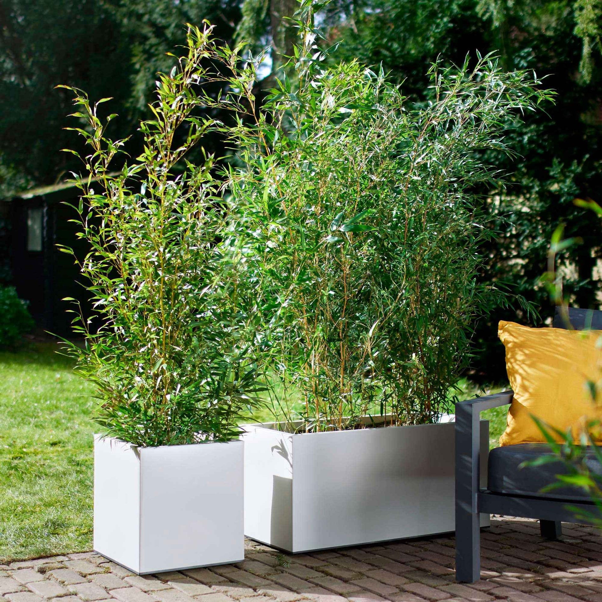 Elho bac à plantes Vivo Matt Finish carré blanc avec roues - Pot pour l'intérieur et l'extérieur - Elho