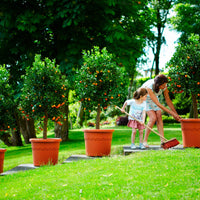 Elho pot de fleurs Algarve cilindro rond terre cuite avec roues - Pot pour l'extérieur - Grands pots d'extérieur
