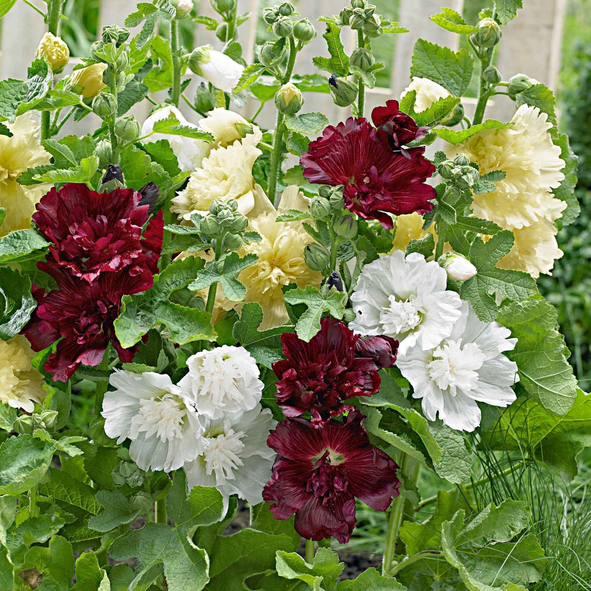 3x Roses trémières ‘Spring Celebrities‘ rouge-jaune-blanc - Racines nues - Arbustes à papillons et plantes mellifères