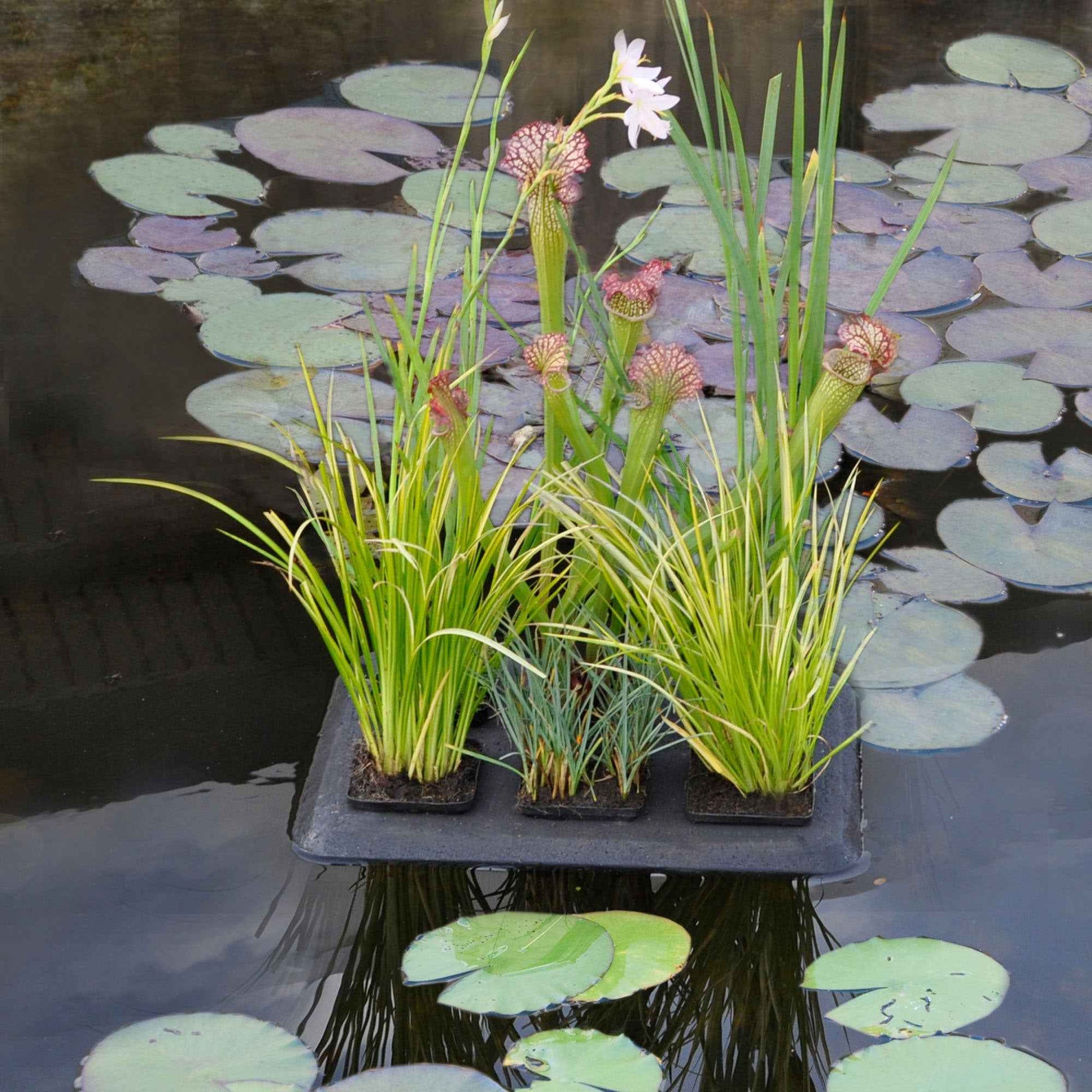 Oasis végétal flottant 30*40 cm - Aménagement du bassin et entretien