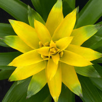 2x Bromélia Guzmania 'Deseo' jaune - Plantes d'intérieur : les tendances actuelles