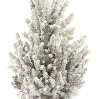 Picea glauca vert-blanc enneigé avec panier crème  - Mini sapin de Noël - Arbres