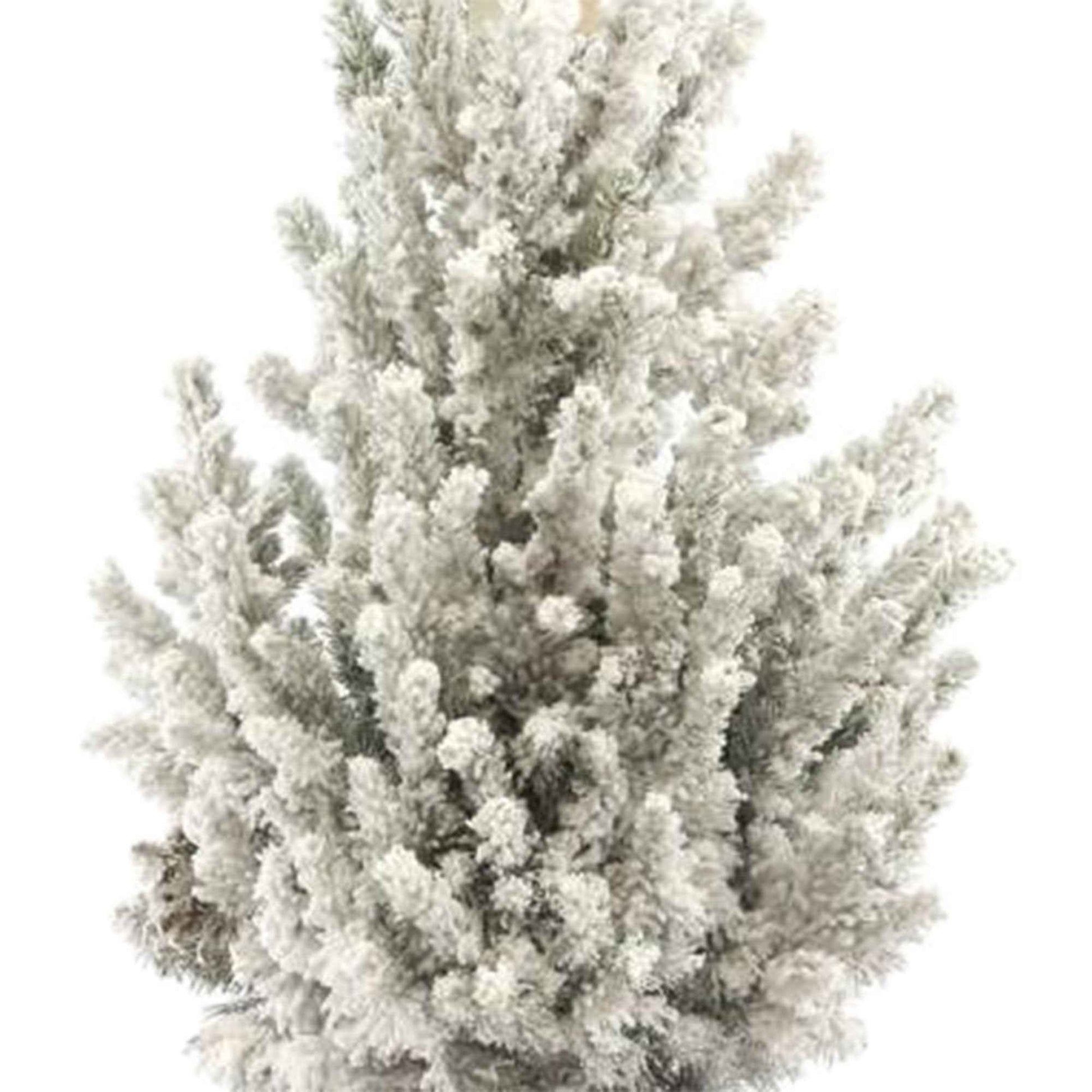 Picea glauca vert-blanc enneigé avec panier crème  - Mini sapin de Noël - Arbres et haies