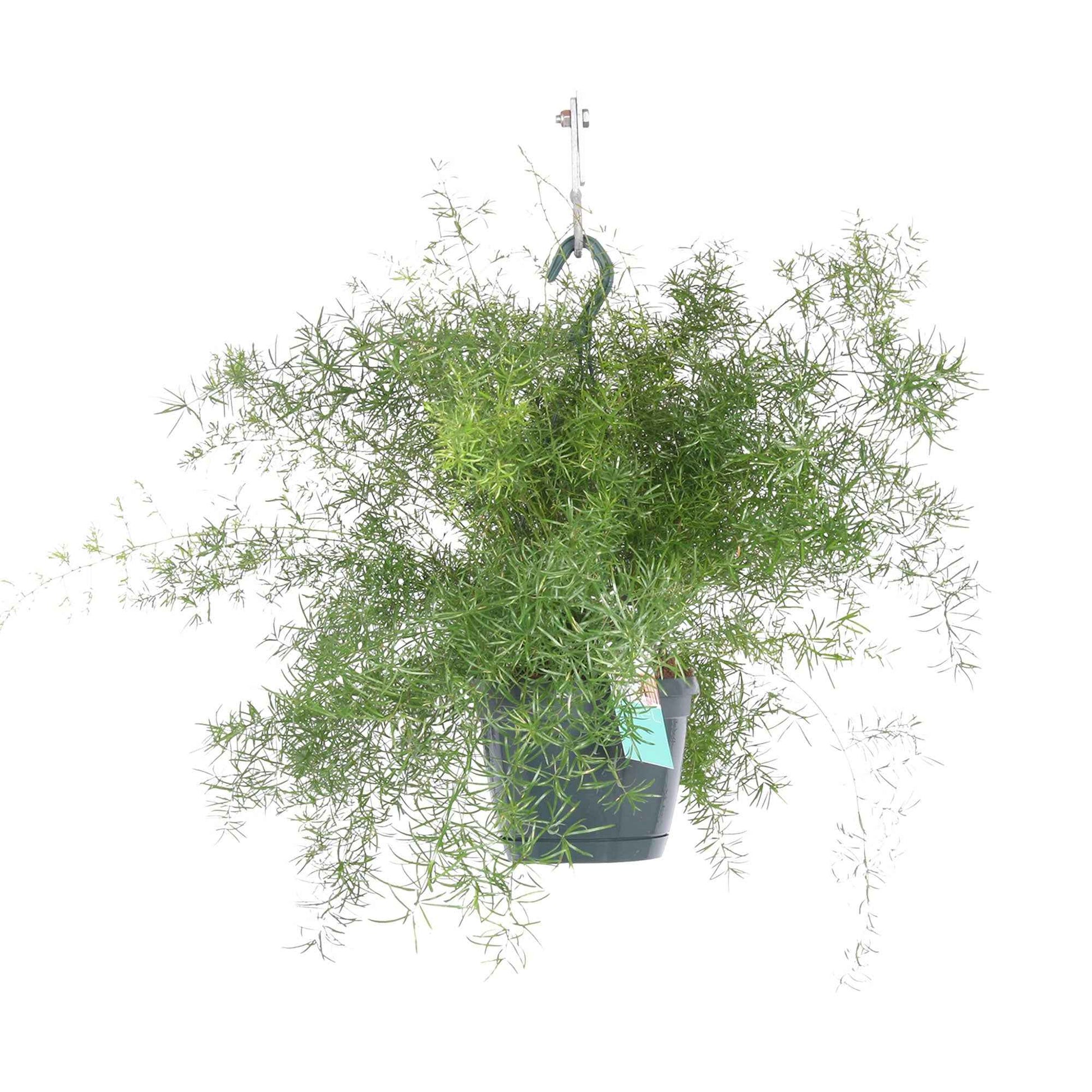 Asperge de Sprenger Asparagus 'Sprengerii' avec pot suspendu en plastique - Plantes d'intérieur