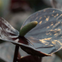 Langue de feu Anthurium andreanum Noir avec pot décoratif - Anthurium