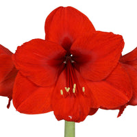2x Amaryllis Hippeastrum rouge incl. cache-pots - Amaryllis