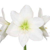 2x Amaryllis Hippeastrum blanc incl. cache-pots - Amaryllis