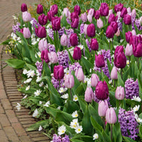 50x Bulbes de fleurs - Mélange 'Royal Purple' - Bulbes à fleurs