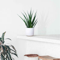 Sansevieria 'Friends' avec cache-pot - Petites plantes d'intérieur