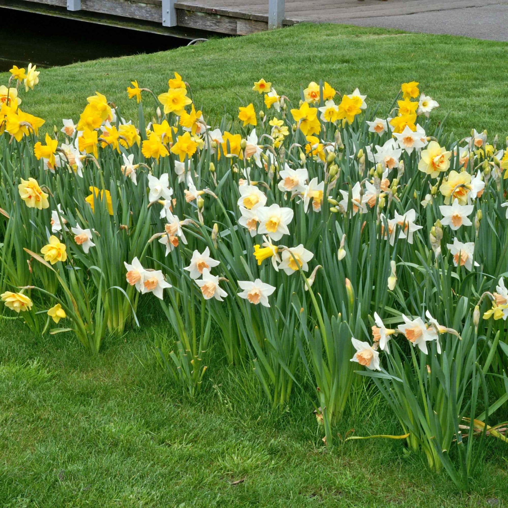 25x Narcisse Narcissus - Mélange 'Dwarf' biologique jaune-blanc - Bulbes de fleurs populaires
