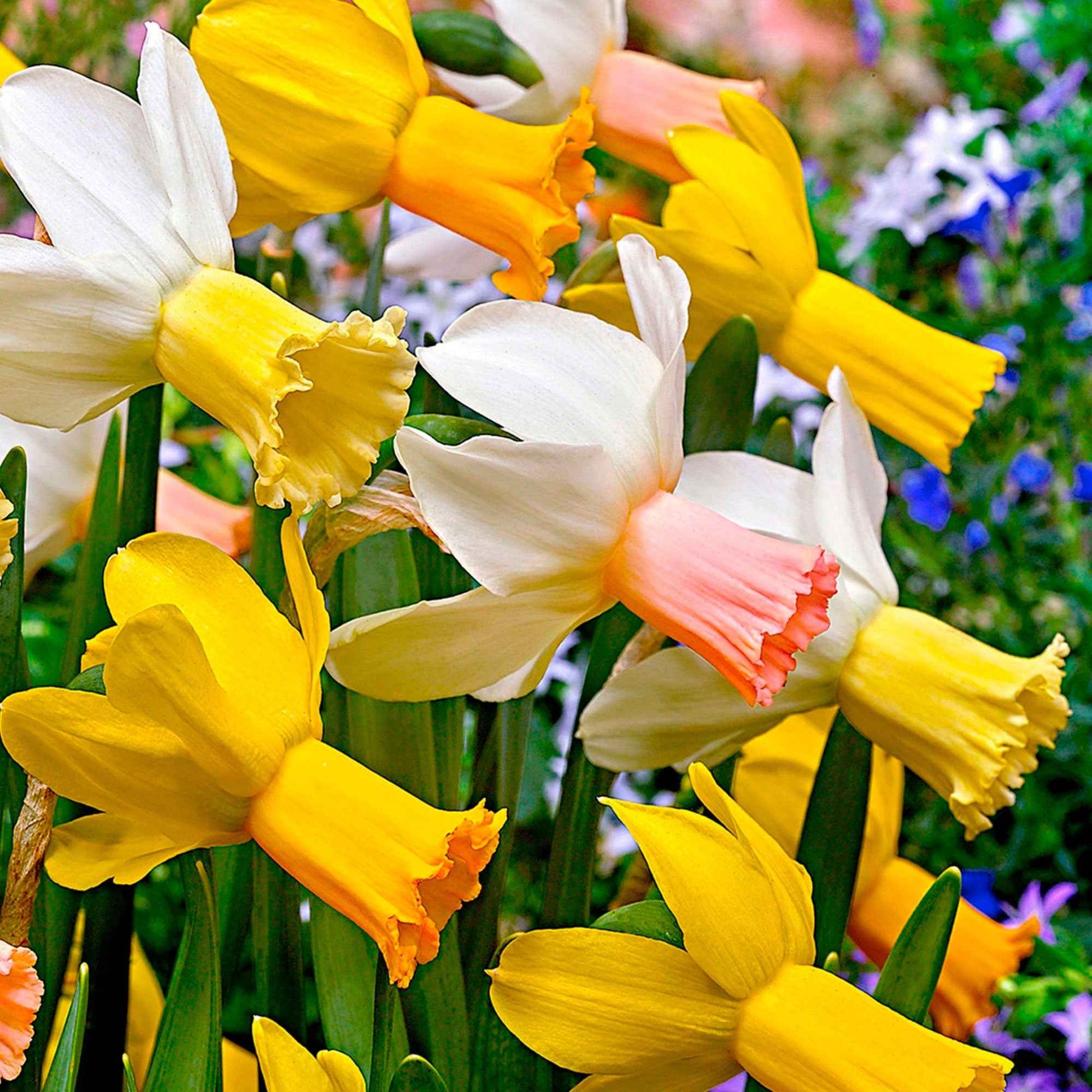 25x Narcisse Narcissus - Mélange 'Dwarf' biologique jaune-blanc - Bulbes de fleurs biologiques
