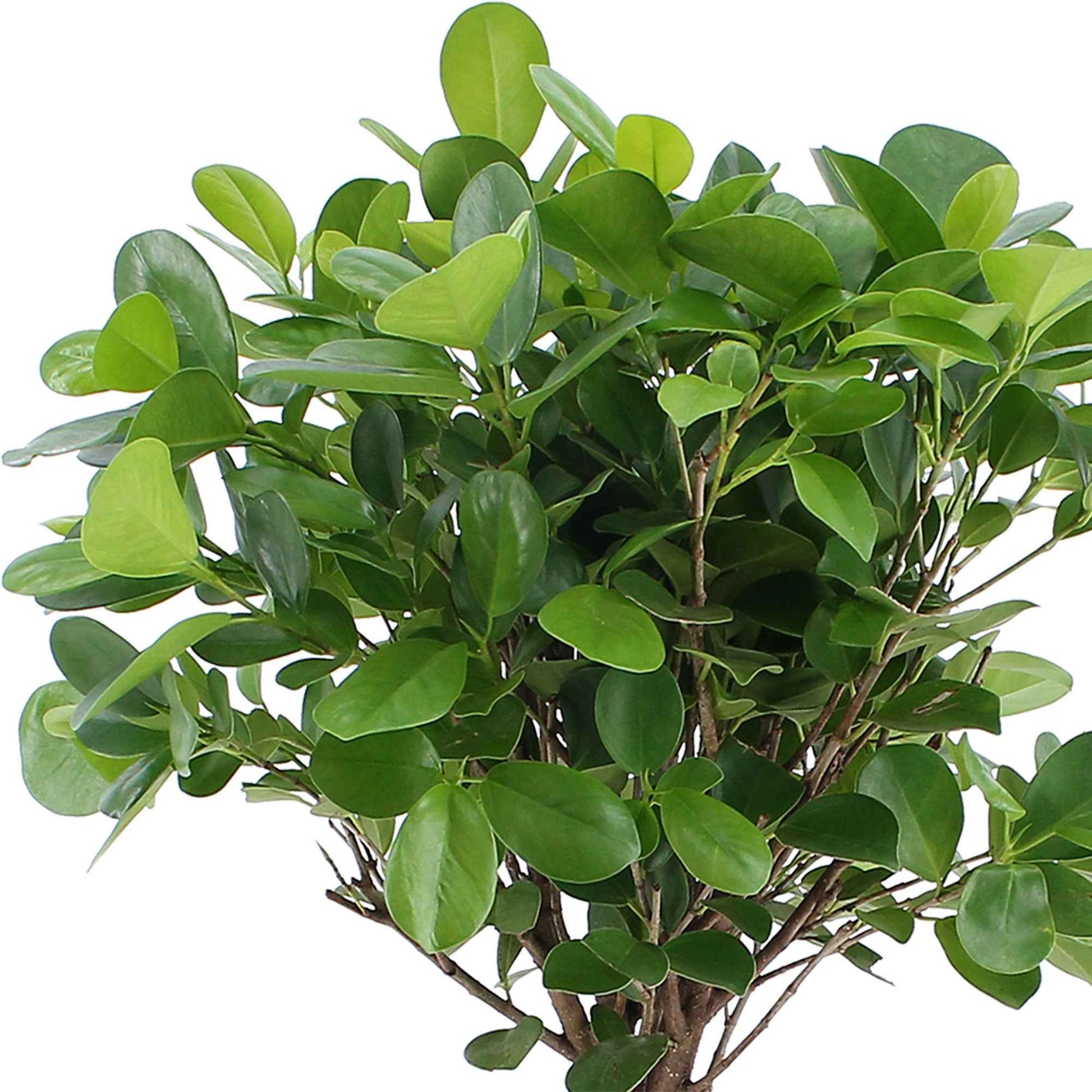 Ficus microcarpa 'Moclame'  sur tige - Plantes pour le salon