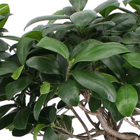 Figuier bonsaï Ficus microcarpa 'Ginseng' XL incl. panier - Plantes d'intérieur : les tendances actuelles