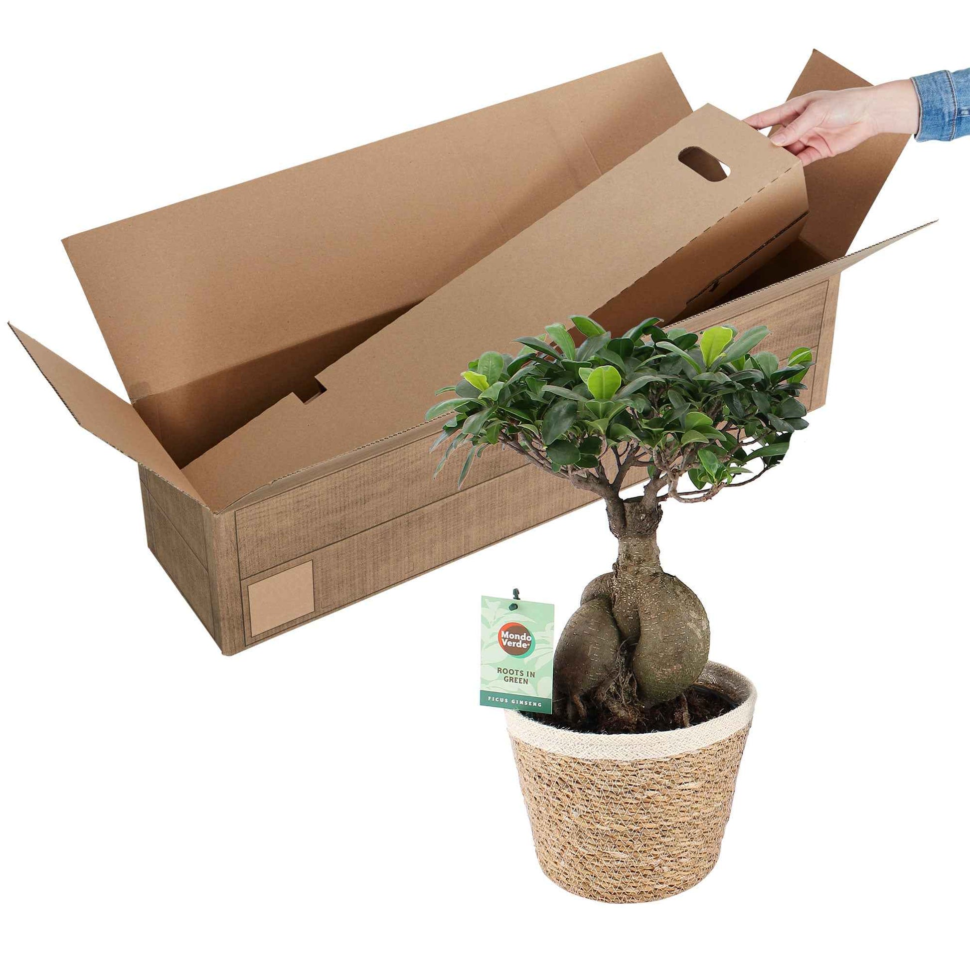 Figuier bonsaï Ficus microcarpa 'Ginseng' XL incl. panier - Plantes d'intérieur avec cache-pot