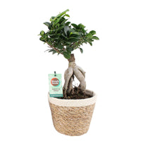 Figuier bonsaï Ficus microcarpa 'Ginseng' XL incl. panier - Plantes d'intérieur