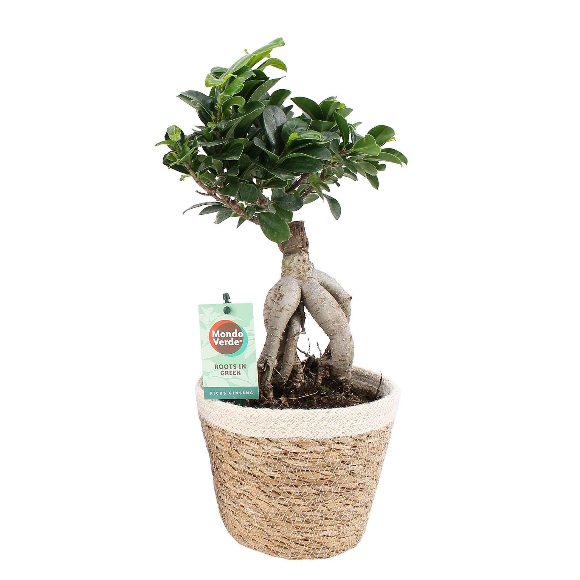 Figuier bonsaï Ficus microcarpa 'Ginseng' XL incl. panier - Plantes d'intérieur avec pot décoratif