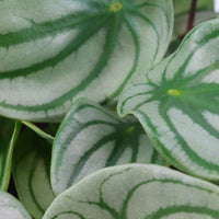 2x Peperomia Peperomia argyreia - Petites plantes d'intérieur