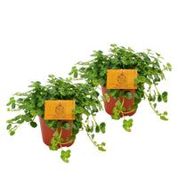 2x Parthenocissus striata - Petites plantes d'intérieur