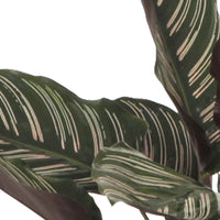 2x Calathea 'Ornata' - Grandes plantes d'intérieur