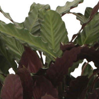 2x Calathea 'Wavestar' - Grandes plantes d'intérieur