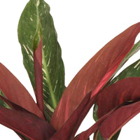 Calathea Stromanthe 'Magicstar' - Grandes plantes d'intérieur