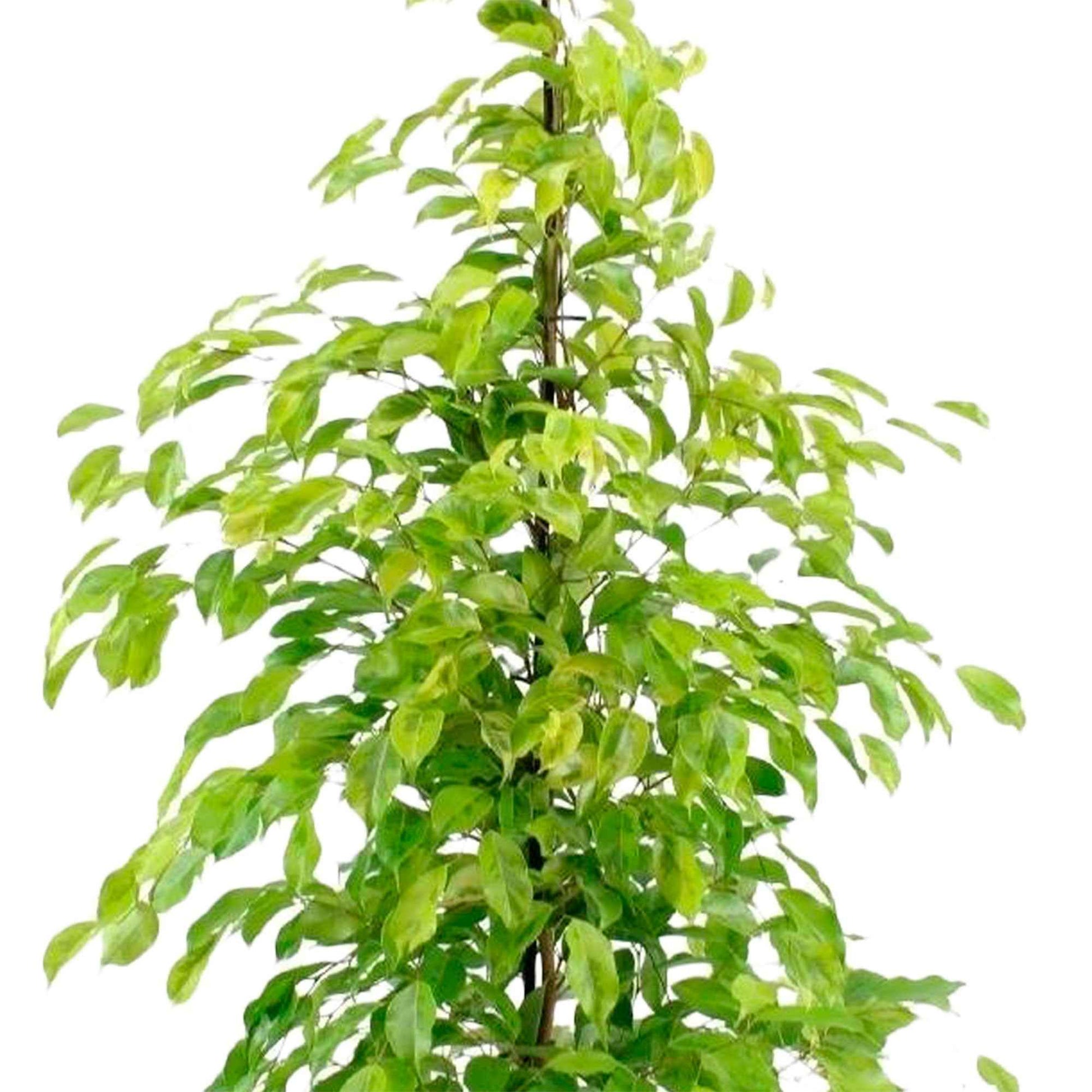 Figuier pleureur Ficus benjamina 'Reginald' - Grandes plantes d'intérieur