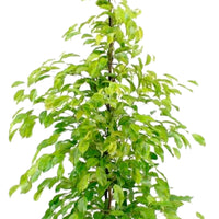 Figuier pleureur Ficus benjamina 'Reginald' - Plantes d'intérieur